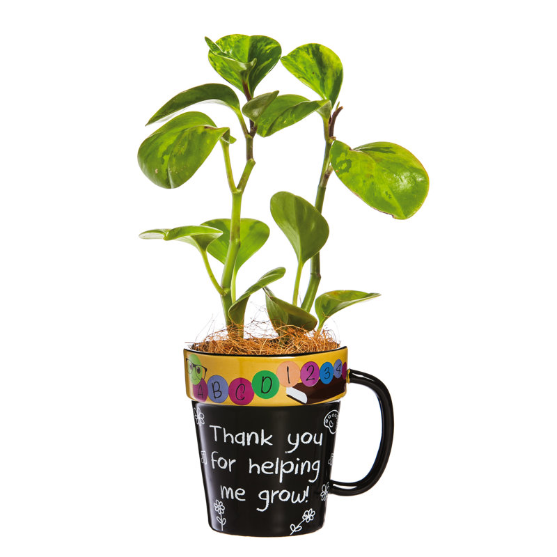 Tasse à café professeurs terra terre cuite