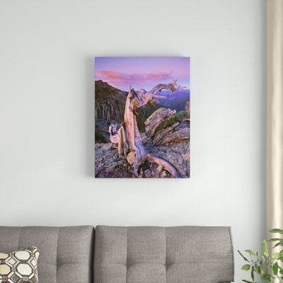 " Rocky Mountains Bristlecone Pine Tree Overlooking Forest, Rocky Mountain National Park, Colorado " by Tim Fitzharris