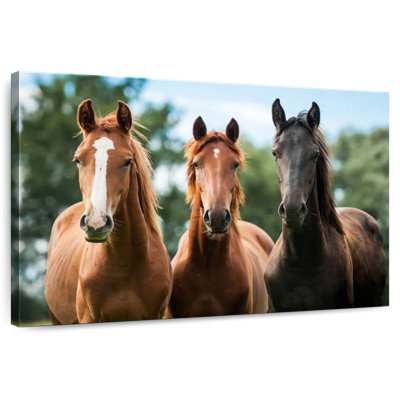 Crowle Young Horses