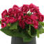Arrangement floral bégonia-920028643-813824248