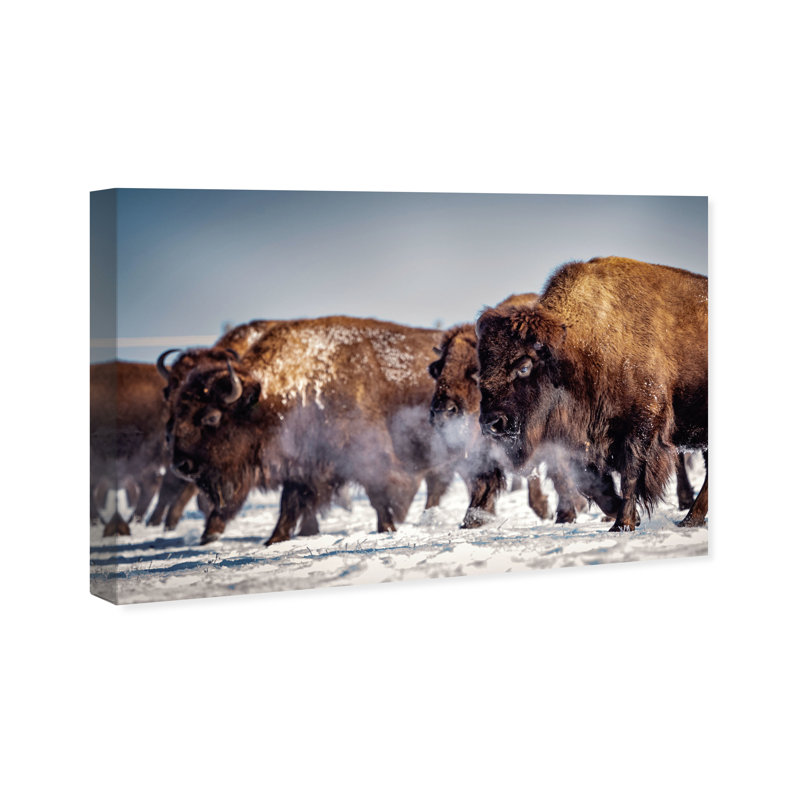 Buffalo Herd In A Snow Landscape Print, 20" H x 30" W, Wrapped Canvas