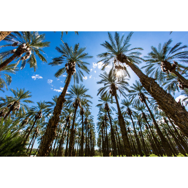 Bay Isle Home Palm Tree Farm - Wrapped Canvas Print | Wayfair.co.uk