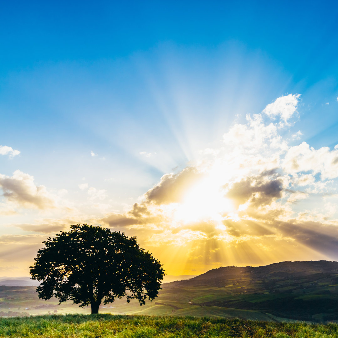 Tree Tuscany Hill von Deimagine - Kunstdrucke auf Leinwand