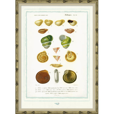 Seashells Giclee Print by Isabelle De Borchgrave