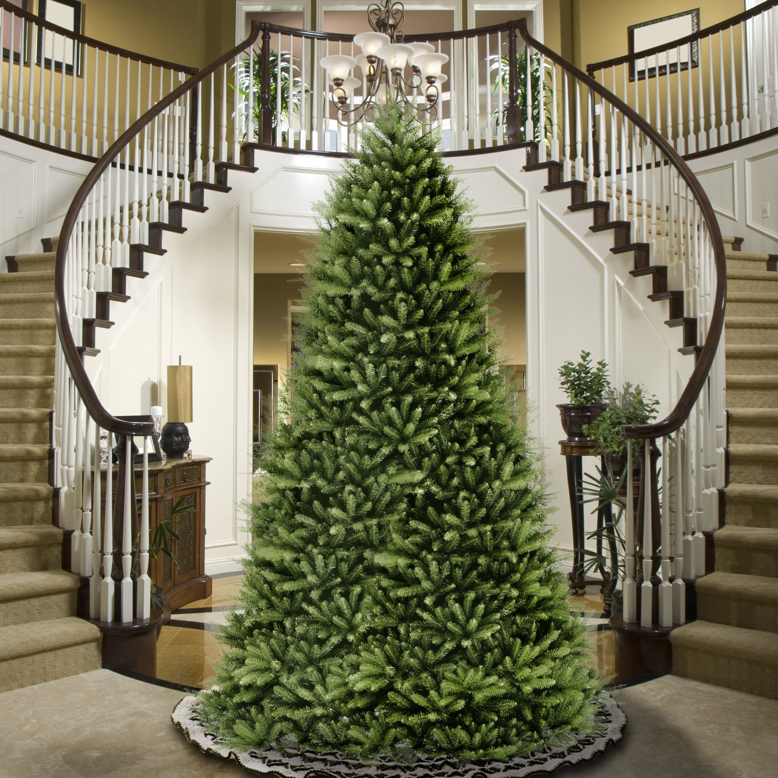 Dunhill Fir Fir Tree, 14'