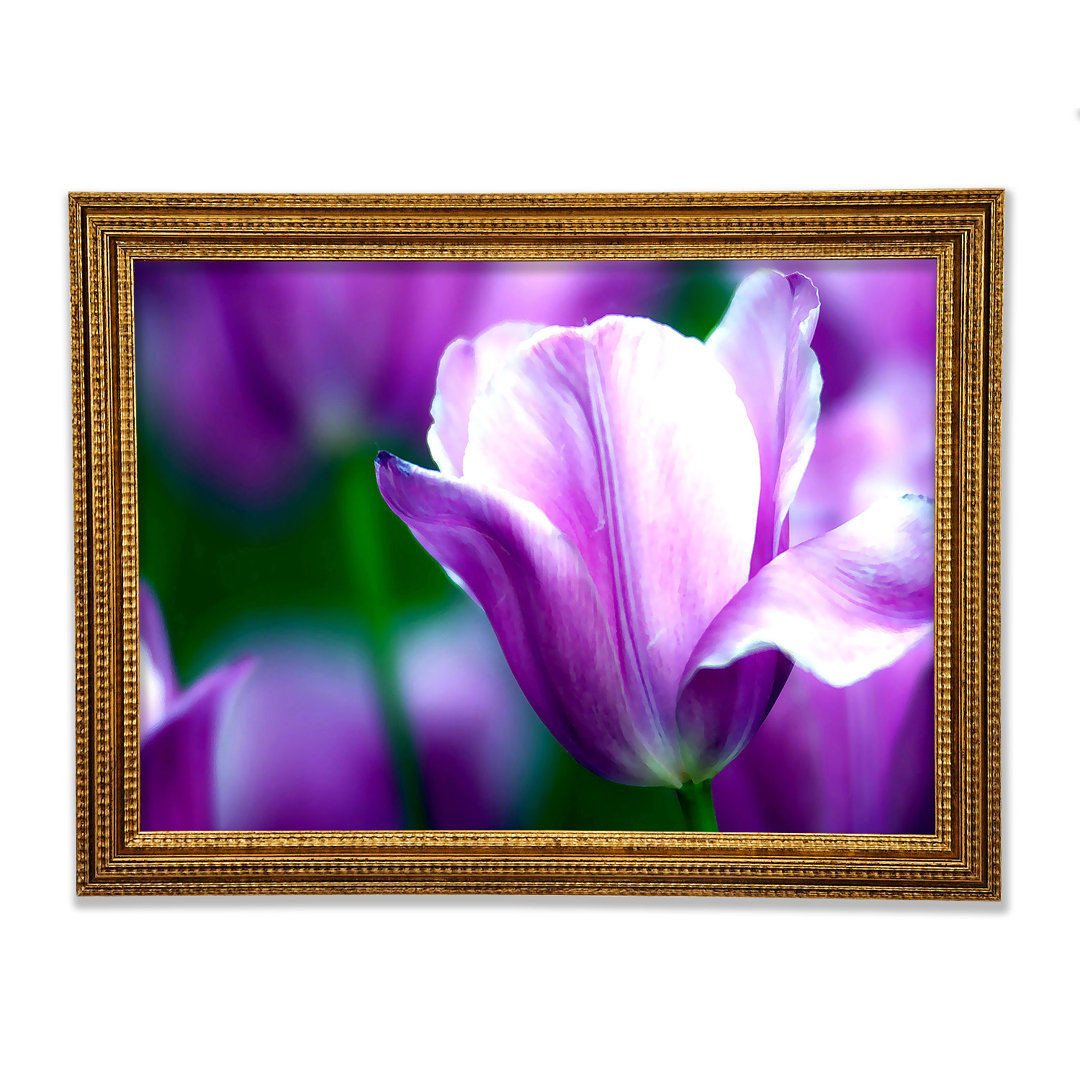 Violette Tulpe Gerahmter Druck