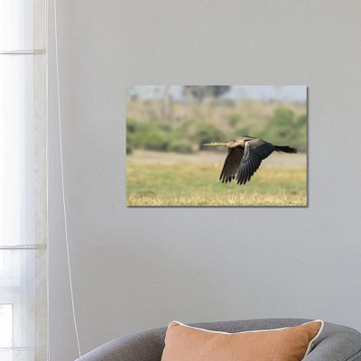 Africa, Botswana, Chobe National Park African Darter Flying by Jaynes Gallery - Wrapped Canvas Print