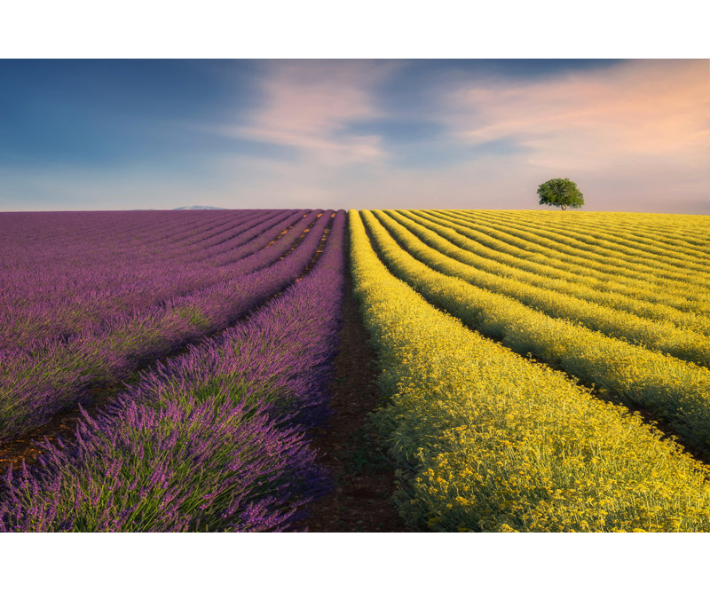 Wrapped Canvas Print, 50.8 cm H x 76.2 cm W