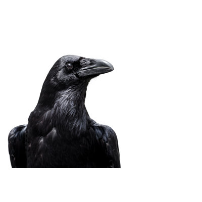 Corbeau - photographie sur toile tendue