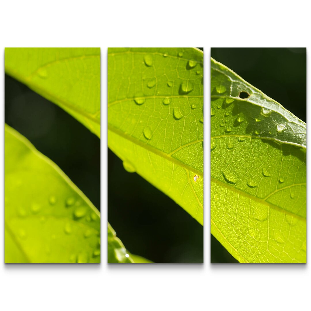 3-tlg. Leinwandbilder-Set Grünes Blatt mit Wassertropfen