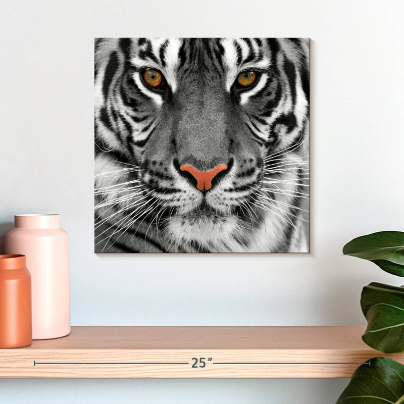 Brampt Staring Tiger, 16" H x 16" W