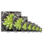 Haworthia Cooperi I - impression sur toile tendue-1186582908