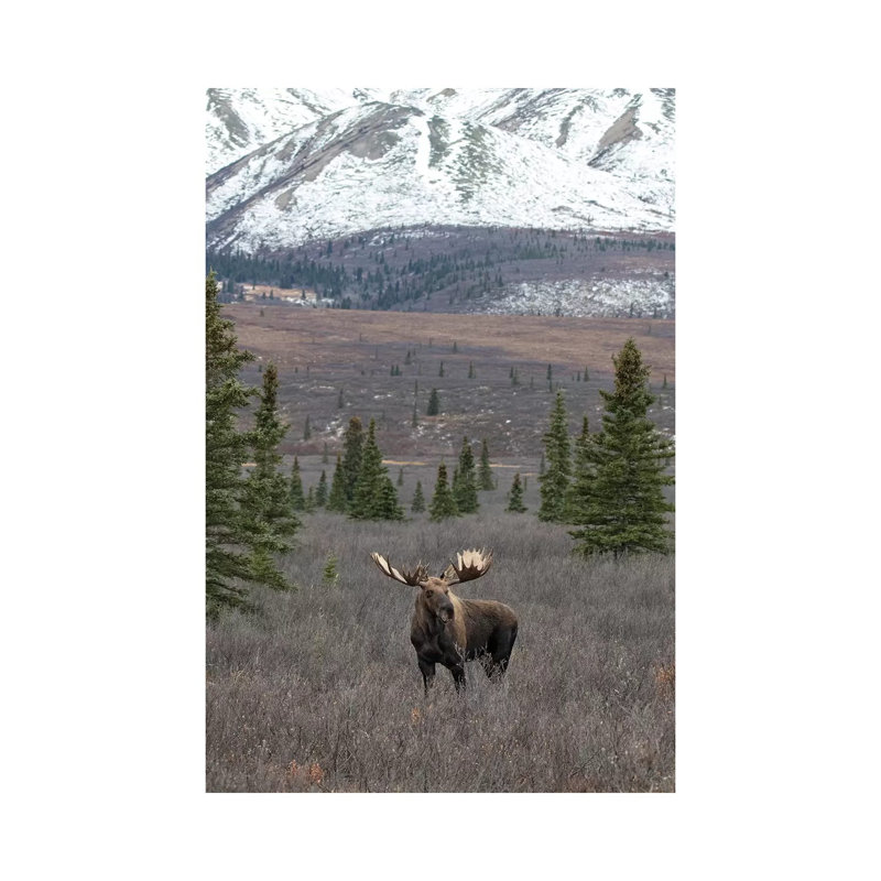 Denali Moose With Snow by Eric Fisher - Wrapped Canvas Gallery-Wrapped Canvas Giclée, 66.04 cm H x 45.72 cm W x 3.175 cm D