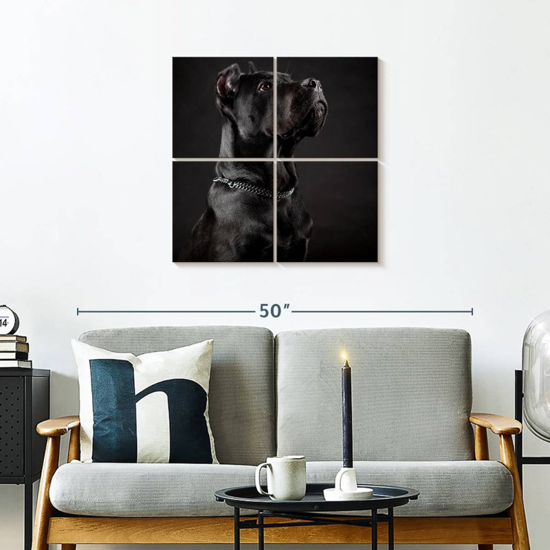 Cane Corso Dignifié
