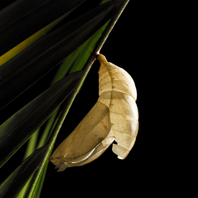Mamani " Empty Cocoon ", 30" H x 30" W