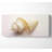 Stunning White Shell - Wrapped Canvas Art Prints-1774375898