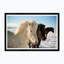 Icelandic Horse II Print