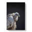Vulture Bird - Wrapped Canvas-55302382