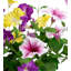 Faux Petunias Window Box Filler in Pot