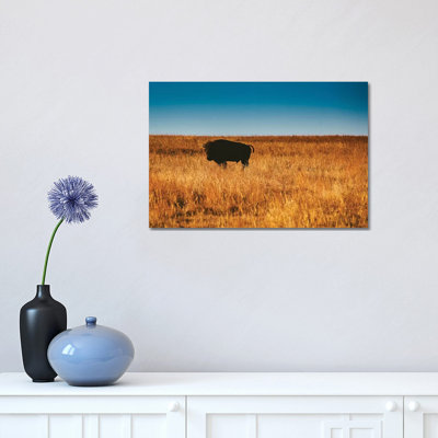 Wild Buffalo