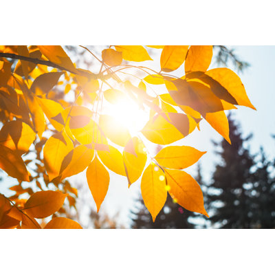 Lavenna Yellow Autumn Leaves - Wrapped Canvas Print