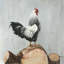 Toile de coq Wyandotte | Art encadré blanc pour la décoration intérieure-120118687