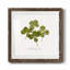 «Pressed Clover I», reproduction encadrée de qualité supérieure - prête à être accrochée-1872520561-1872557681-1872557682