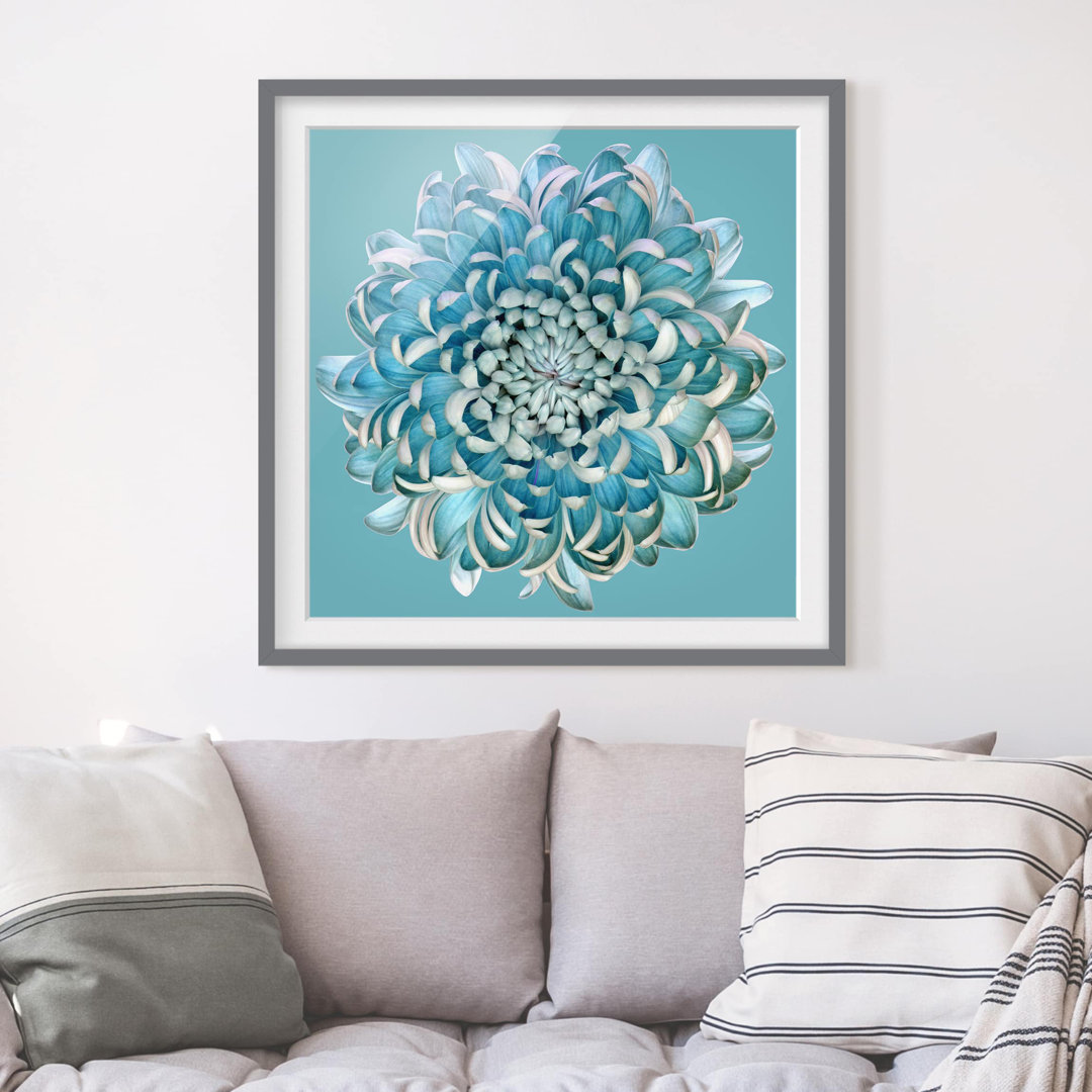 Gerahmtes Papierbild Blaue Chrysantheme