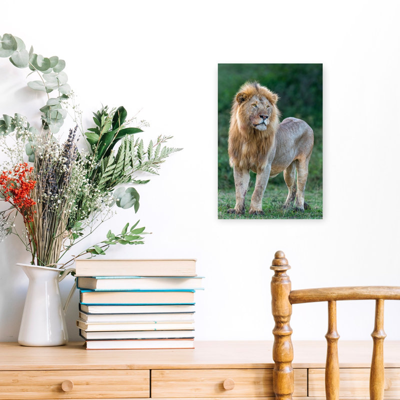 Proud African Lion Contemporary Cat Lion Nature Portrait Wall Art Print, 45.72cm H x 30.48cm W