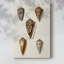 Collection Cone Shell VI - Cavas enveloppés de galerie-1331498834