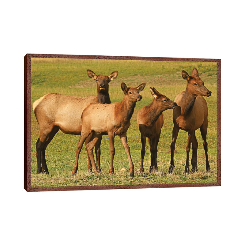 Elk Cows And Calves by Brian Wolf - Gallery-Wrapped Canvas Giclée on Canvas, 66.04 cm H x 45.72 cm W