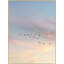 Sunset Flock 1 Print by Lillian August