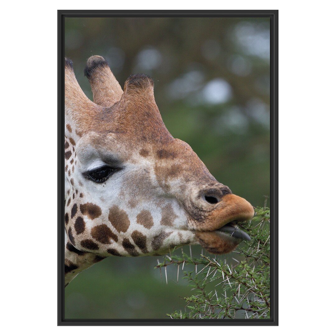 Gerahmtes Wandbild schöne Giraffe beim Fressen