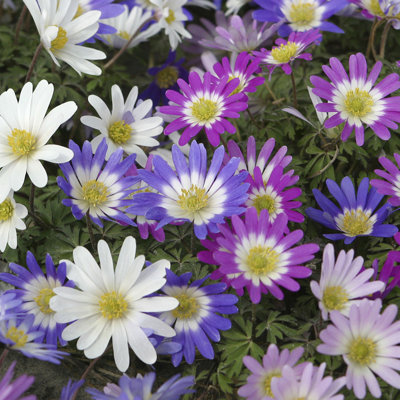 Wind Flowers and Anemone Blanda Mixed Bulb