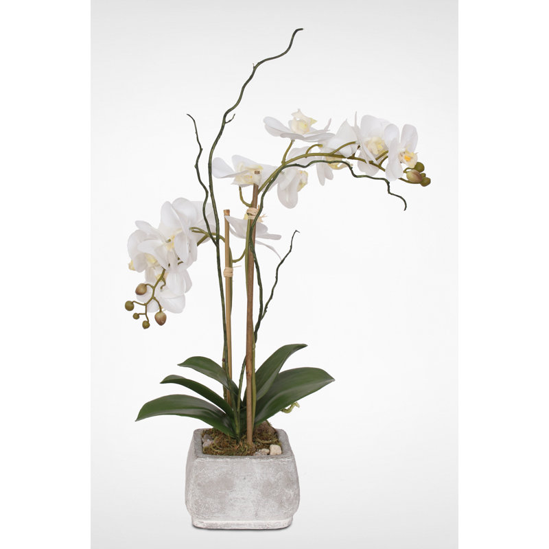 Arrangement floral orchidées en pot