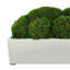 Nature's Nostalgia Moss Plant in Fiberstone Planter-1824800357-1824800359
