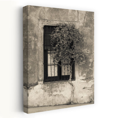 Tree In Front Of The Window Of A House Calle San Jose Colonia Del Sacramento Uruguay Abstract Contemporary Architecture Landscape Art