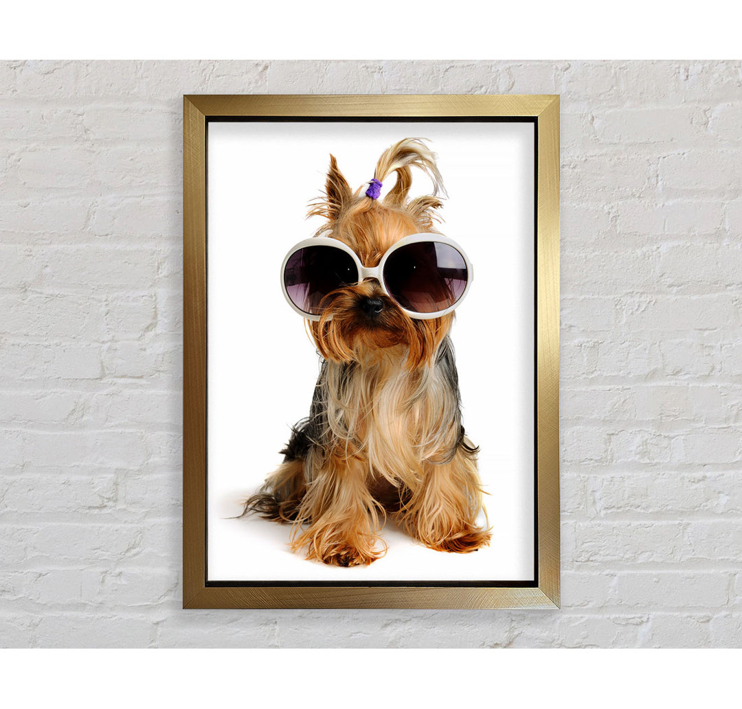 Yorkshire Terrier Hund Glamour - Einzelner Bilderrahmen Kunstdrucke