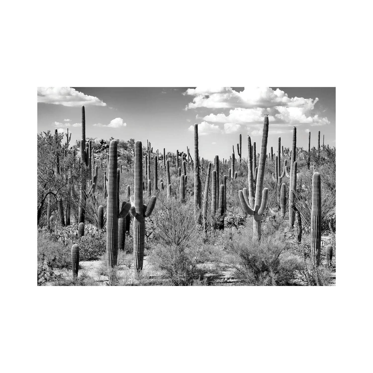 Natur Pur Arizona Series Saguaro Cactus Forest by Philippe Hugonnard