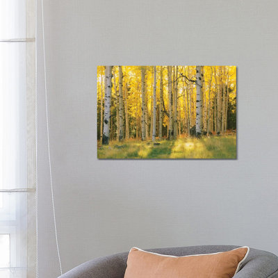 Aspen Trees In A Forest, Coconino National Forest, Arizona, Usa by Panoramic Images - Wrapped Canvas Print