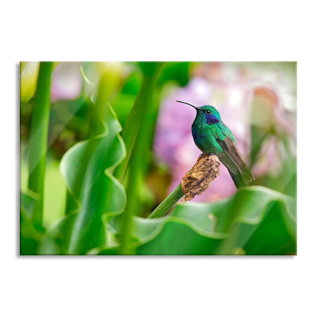 Glasbild Kolibri in seinem Lebensraum