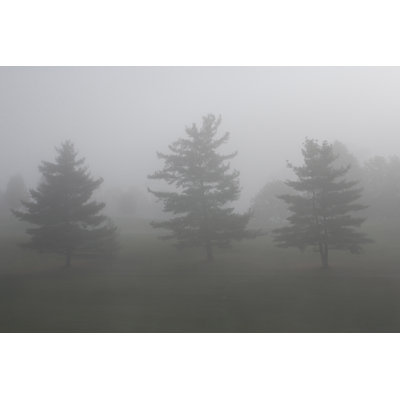 Misty Morning Three Trees - Wrapped Canvas Art Prints