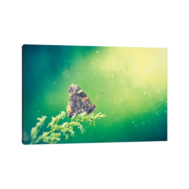 Butterfly At The Beam Of Sun by Nik Rave - Wrapped Canvas Gallery-Wrapped Canvas Giclée, 20.32cm H x 30.48cm W