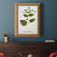 Nature imprimée Botanicals VI, toile encadrée de qualité supérieure - prête à être accrochée-595109407