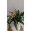 Bromélia artificiel rose de 30 cm