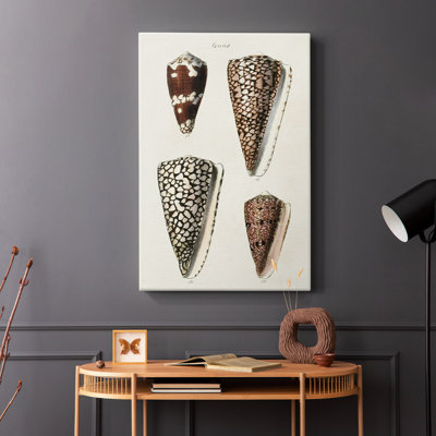 Collection Cone Shell I -Gallery Wraraped Cavas