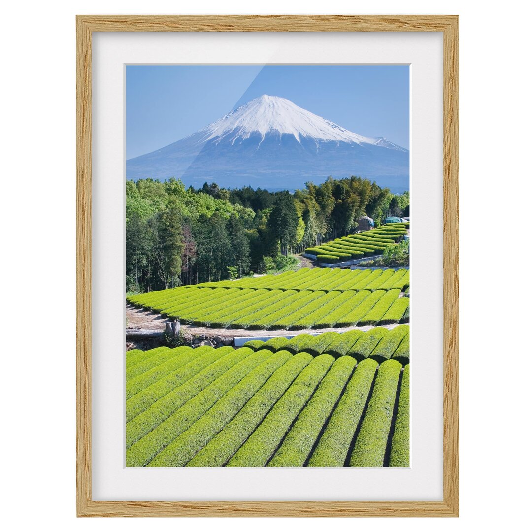 Gerahmtes Papierbild Teefelder vor dem Fuji