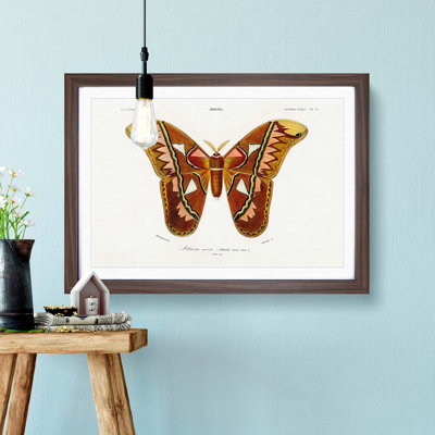 Attacus Atlas Moth by Charles d Orbigny - Framed Print