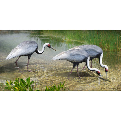 White Naped Cranes by Chris Vest - Wrapped Canvas Print
