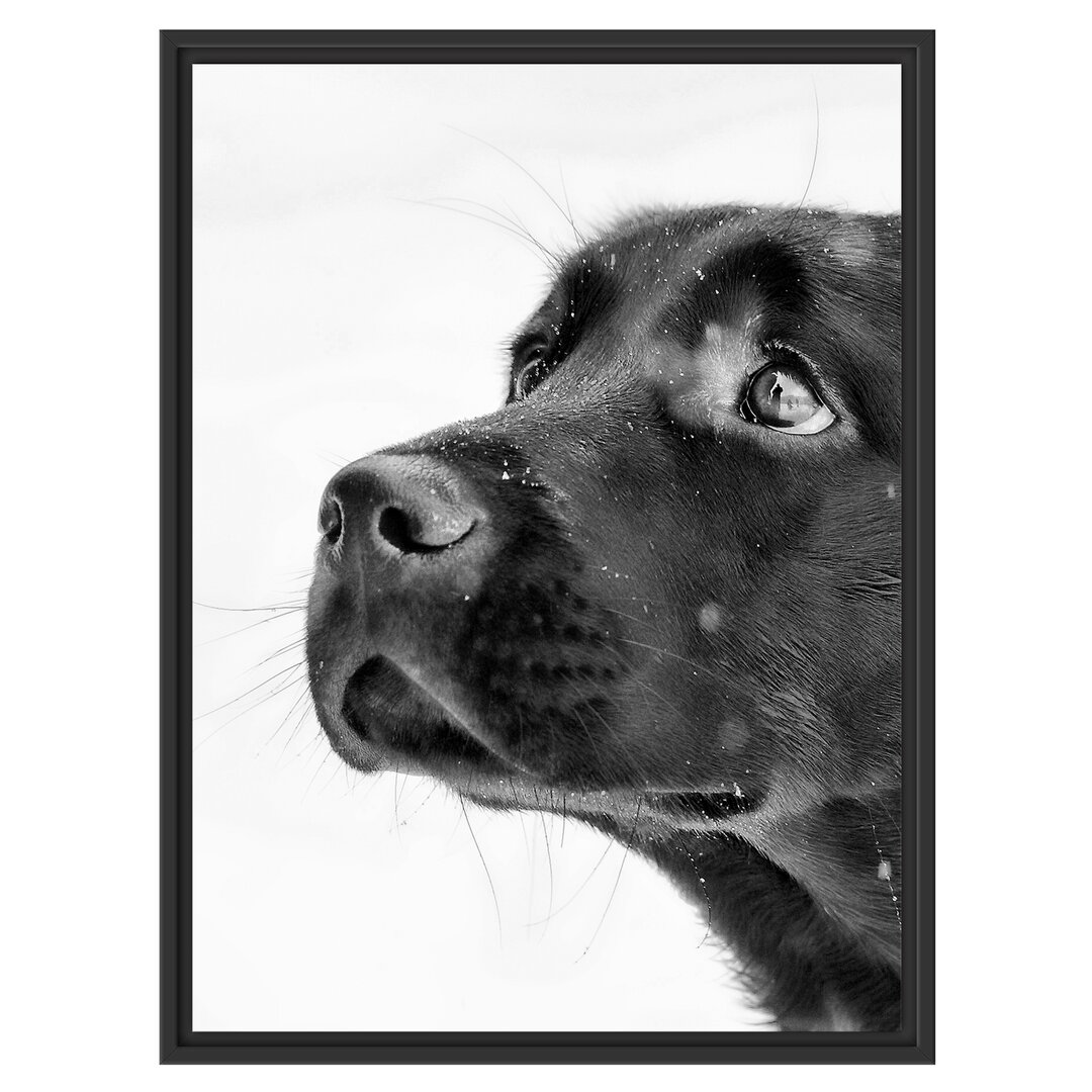 Schwarzer Labrador Gerahmter Fotokunstdruck